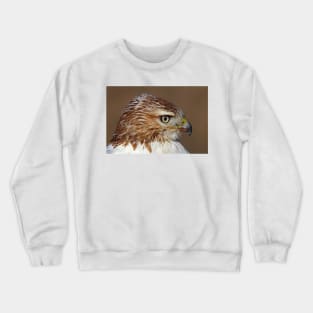 Red-tailed Hawk Portrait Crewneck Sweatshirt